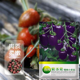 凤鸣雅世紫色圣女果种子彩色小番茄阳台盆栽紫圣果樱桃小番茄种子100粒