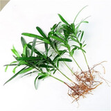 中梦花卉盆栽水培植物室内花绿植水养盆栽 罗汉松6棵 不含盆