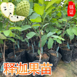 广西嫁接凤梨释迦果树苗番荔枝蜜佛头果佛陀南方种植盆栽当年结果 嫁接释迦果40厘米高1棵 带土带叶