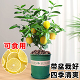 临雅香水柠檬树盆栽可食用绿植老桩苗花卉植物室内花阳台好养源头直发