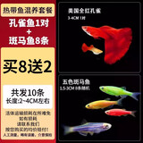疯狂水草孔雀鱼活体水族宠物观赏鱼冷水耐活小型热带鱼淡水鱼苗 【热带混养】成品孔雀鱼+斑马鱼
