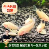 云峰海瑞清洁鱼活体热带鱼观赏鱼水族宠物工具鱼垃圾鱼老鼠鱼鱼缸除藻 白老鼠6条（鱼友都爱的鼠鱼）