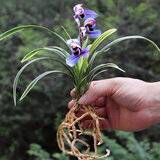 星雨香名贵矮种金边兰花苗 四季兰浓香型 艺好养 花卉盆栽绿植有香味 紫心荷 精品6苗连体  带懒人杯+简易盆土