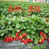 15颗丹东9999盆栽地栽草莓苗带土发货丹东草莓苗丹东地栽盆栽草莓苗绿植 赛娃草莓营养杯苗4棵 15cm(含)-30cm(不含)
