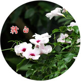 格秀洁凌霄花苗凌霄花树苗庭院爬藤植物凌霄苗老桩大盆栽绿化攀爬紫藤苗 粉白凌霄5年苗（当年开花） 苗