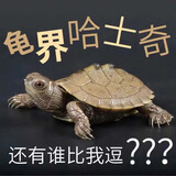 富龟龟宝地图龟活体招财龟观赏龟外塘深水龟小乌龟宠物乌龟活物 4-5厘米地图龟 2只情侣龟+龟粮