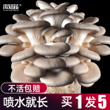 大禹蘑菇种植包玉米平菇芯菌包家庭种植香菇菌菇种子可食用菌种包菌棒 灰平菇小蘑菇种植菌包5个