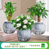 绿有意绿萝箩发财树绿植盆栽花卉室内吸除甲醛桌面水培懒人植物四季好养 热销3盆】发财树+栀子花+富贵竹