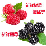 【顺丰航空】新鲜树莓黑莓 覆盆子红树莓新鲜水果  独立包装 红树莓2盒+黑莓2盒 树莓黑莓易坏，收到及时打开