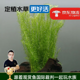 云峰海瑞水草活体懒人草鱼缸造景活体水草套餐鱼缸水草有茎类中后景真水草 【好养易活】绿松尾（10只一组）