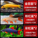 森悠（SARYOR）金苔鼠淡水鱼鱼缸清洁鱼观赏鱼热带鱼好养工具鱼吃垃圾鱼 清缸套餐6条