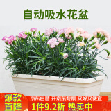 花沃里长方形花盆带托盘2个 阳台种菜盆种菜箱种子育苗盘种植箱米白大号