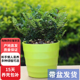 欧芽清香胡椒木植物办公室桌面绿植花卉 盆栽室内客厅 清香木3年苗【绿色螺纹盆】 含盆