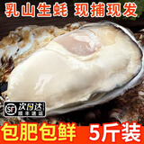 老蟹将 鲜活乳山生蚝 生态水域现捞牡蛎特大刺身级品质烧烤食材中秋送礼 4XL 5斤(包活到家)