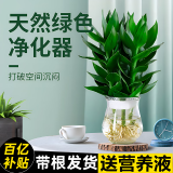 绿有意观音竹富贵竹水培植物带根花卉绿植绿萝室内盆栽转运竹子水养好养 观音竹3棵（冬瓜玻璃瓶）+营养液