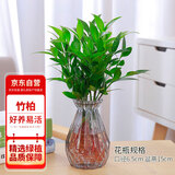花行榜竹柏盆栽水培驱蚊植物绿植盆栽花卉10棵+高级灰钻石瓶源头直发