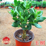 蝴蝶之舞 玉树盆栽老桩盆景大型多肉植物室内阳台办公桌红边大叶多肉植物 玉树6年苗（杆子2.8cm粗35cm高） 不含盆