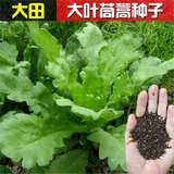 大叶茼蒿种子皇帝菜茼蒿菜籽菜种四季春季筒篙农家蔬菜种籽孑黄帝 大叶茼蒿原装彩包1包
