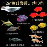 乐淘逸宠银龙鱼活体大中型热带观赏鱼鱼缸宠物淡水风水鱼发财鱼金龙鱼 1.2m鱼缸套餐D发顺丰