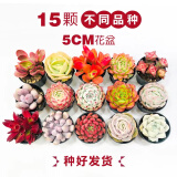 壹分皿多肉植物一整箱含盆带土新手套餐组合盆栽套装萌肉肉植物星辰园艺 15颗随机不同品种：50#