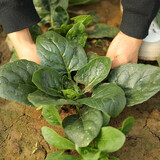 寿禾 大叶小叶菠菜种子大全波菜种红根耐寒蔬菜四季播寿光秋冬季菜籽 【茎短叶大】趴地菠菜种子 25g