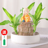 朵芮蜜巴西木水养幸运木格鲁特水培带盆可发芽桌面不带芽发货 巴西木+小白塑料盆+随机光头和尚 直径6-8 高8-10(包发芽)