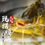 密农人家 生态养殖嘎鱼 黄辣丁 自然生长黄骨鱼 鲜鱼 冰鲜发货 新鲜鱼1kg