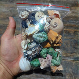 蓝海精灵天然海螺 超大豆丁寄居蟹专用替换备用壳 鱼缸造景三湖虎鱼躲避 套餐C：30-40只海螺口径1-4cm
