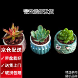 两腿跑【送货上门】三八节多肉植物带盆桌面盆栽组合绿植花卉幼儿园盆栽 北欧3盆(带盆栽好)