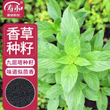 寿禾 九层塔种子苗罗勒可食用香料香草种籽 潍丰埋香九层塔种子2000粒