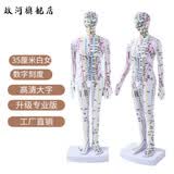 政河针灸穴位人体模型经络穴位模特图全身中医十二经络铜人可扎针小皮 35厘米白男数字刻度便携款/送豪礼