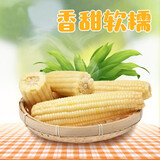 山海言2025东北大白糯黄糯黑新糯鲜玉米棒香甜软糯真空装苞米锅烧烤速食 优选白糯玉米 10 棒 4斤 真空包装