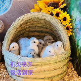 芦丁鸡活体幼鸡下蛋网红宠物鸡活物观赏鸡活一对全色系迷你小宠物 混色4只（1公3母）颜色随机