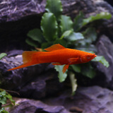 AIPHAROW高帆红箭鱼活体观赏鱼高鳍月光鱼米奇胎生鱼热带鱼皮球玛丽鱼活体 红箭通货2条（4-6cm）