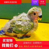 豪蚨 小太阳手养宠物鸟亲人可上手宠物活物牡丹鹦鹉活体鸟说话鸟和尚 绿桃半毛1只