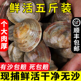 蛤蜊鲜活海鲜水产新鲜5斤美贝花甲花蛤文蛤无沙大黄蚬子顺丰
