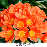 种花迷君子兰盆栽老苗带花苞四季好养多肉花卉绿植物室内圆头和尚大小苗 带土包成活精品芙蓉8-11片叶子 不含盆