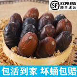 御农优品柞蚕蛹鲜活东北特产新鲜茧蛹特级大黄二黄蚕蛹黑蝉蛹活A级精品蛹 小二黄蚕蛹1斤(65-70只)