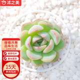 沭之美多肉植物肉肉室内桌面盆栽 西西里+小米缸陶瓷盆 源头直发