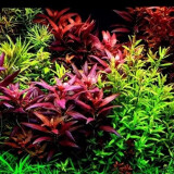 逸乐宠鱼缸水草活体鱼缸造景懒人水草套餐有茎类水榕前中后景水兰珍珠皇冠真水草水兰水族箱装饰小鱼缸造景 随机4种后景水草14-16颗