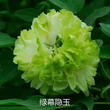 涵山菏泽观赏牡丹花苗盆栽庭院花卉洛阳牡丹树苗室内外阳台重瓣大花 8绿幕隐玉 2到3分支