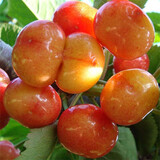 阿木木车厘子树苗正宗嫁接大樱桃树苗南北方种植庭院阳台盆栽地栽果树苗 黄蜜樱桃6年苗【粗度2公分】 70cm(含)-170cm(含)