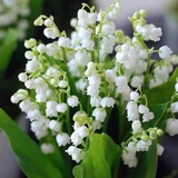 铃兰花苗型花卉绿植阳台室内花卉植物开花 白色 12颗苗+土+盆