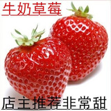 15颗丹东9999盆栽地栽草莓苗带土发货丹东草莓苗丹东地栽盆栽草莓苗绿植 奶油草莓营养杯苗4棵 15cm(含)-30cm(不含)