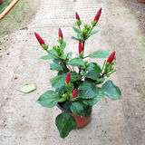 春沭扶桑花苗四季重瓣盆栽红色朱瑾牡丹草花卉植物室内阳台开花绿植物 红色扶桑 不含盆