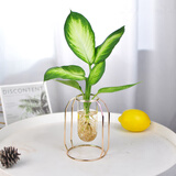 融暖轻奢餐桌花 ins北欧文竹水培植物盆栽办公室内水养绿植桌面四季n 青【小号金架】 含盆