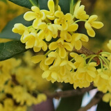 益绮椛桂花树苗盆栽金桂四季桂室内外浓香型阳台花卉绿植庭院盆景植物 黄金桂【浓香型】 5年苗【开花多多】