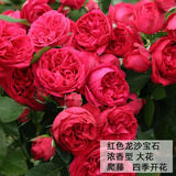 沫澄3颗 耐寒蔷薇花苗爬藤四季开花室内盆栽室外藤本月季花卉易活植物 06红色龙沙宝石 精品花苗 不含盆