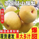 正宗安徽砀山酥梨 砀山梨  酥梨止咳润喉 梨子水果 [9斤]单果250g以上