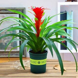 意轩鸿运当头绿植盆栽花卉植物四季开花室内客厅水培植物红星凤梨水养 鸿运当头1棵50-55公分高+加仑盆